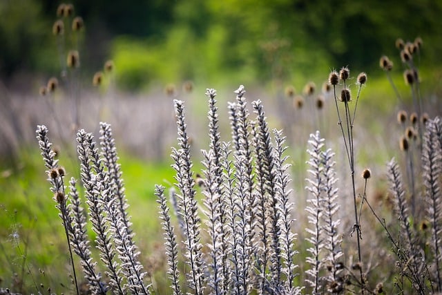 Free download disease plants autumn nature free picture to be edited with GIMP free online image editor
