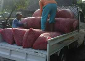 Free download Distributor Bawang Merah Probolinggo free photo or picture to be edited with GIMP online image editor