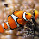 Diving Tour Nha Trang  screen for extension Chrome web store in OffiDocs Chromium