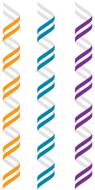 Free download Dna B-Dna Genetics Comparative - Free vector graphic on Pixabay free illustration to be edited with GIMP free online image editor