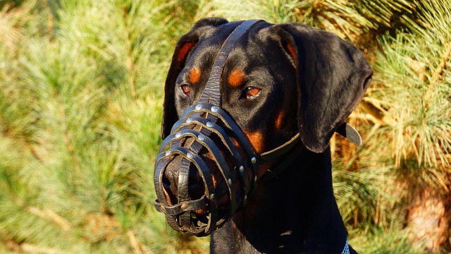 Free download dobbermann dog eb pets animal free picture to be edited with GIMP free online image editor