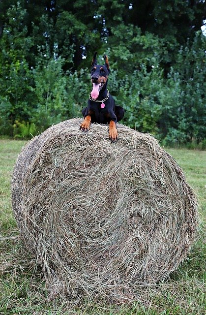 Téléchargement gratuit de Doberman Dog Haystack - photo ou image gratuite à éditer avec l'éditeur d'images en ligne GIMP