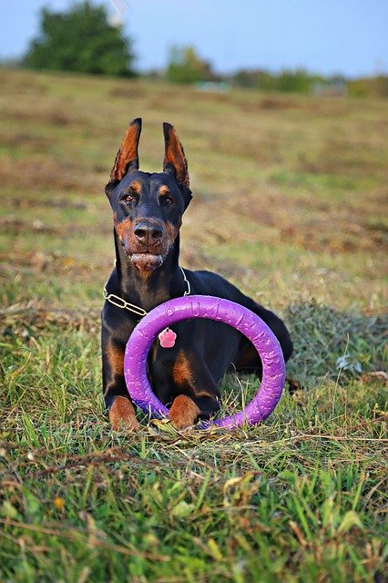 Download gratuito di cane doberman cane cerchio bugie gioco immagine gratuita da modificare con l'editor di immagini online gratuito GIMP