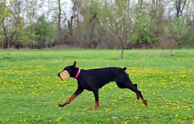 Free download Doberman Dog Work -  free photo or picture to be edited with GIMP online image editor