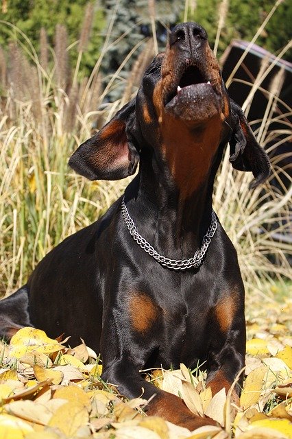 Gratis download Doberman Eb - gratis foto of afbeelding om te bewerken met GIMP online afbeeldingseditor