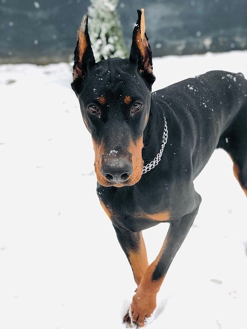 دانلود رایگان Doberman Hicarus Hic Of - عکس یا تصویر رایگان قابل ویرایش با ویرایشگر تصویر آنلاین GIMP