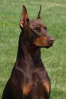 Free download Dobermann brown free photo or picture to be edited with GIMP online image editor