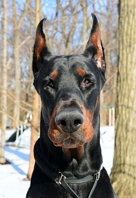 Free download Doberman Pinscher Dobermann Dog -  free photo or picture to be edited with GIMP online image editor