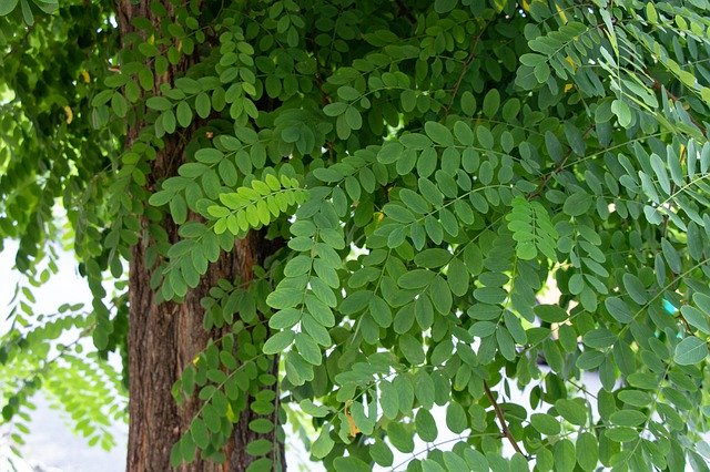 무료 다운로드 Dob Tree Green - 무료 사진 또는 GIMP 온라인 이미지 편집기로 편집할 사진