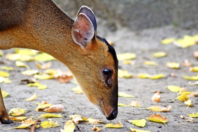Free download Doe Animal World Of -  free photo or picture to be edited with GIMP online image editor