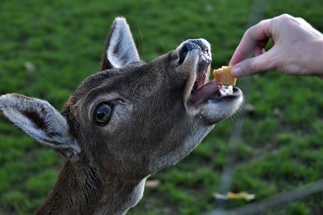 Free download doe deer animal fauna nature free picture to be edited with GIMP free online image editor