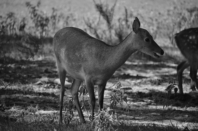 Free download Doe Deer Nature -  free photo or picture to be edited with GIMP online image editor