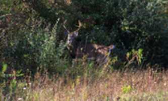 Free download Doe FL 1 free photo or picture to be edited with GIMP online image editor