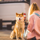 DOG 2 Theme  screen for extension Chrome web store in OffiDocs Chromium