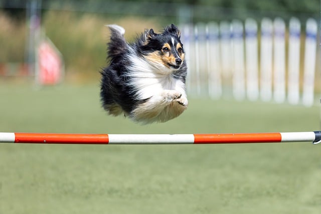 Free download dog active activities activity free picture to be edited with GIMP free online image editor