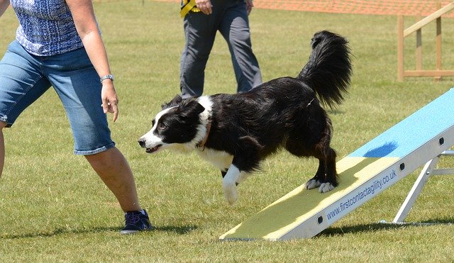 Free download Dog Agility Fitness -  free photo or picture to be edited with GIMP online image editor