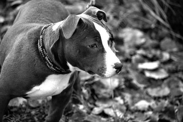 Free download Dog American Staffordshire Terrier -  free photo or picture to be edited with GIMP online image editor