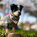 Dog and bib  screen for extension Chrome web store in OffiDocs Chromium