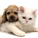 Dog and Cat New Tab Start Page Theme  screen for extension Chrome web store in OffiDocs Chromium