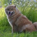 Dog and flowers  screen for extension Chrome web store in OffiDocs Chromium