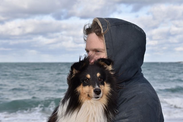 دانلود رایگان عکس سگ و استاد سگ شتلند شیپسگ رایگان برای ویرایش با ویرایشگر تصویر آنلاین رایگان GIMP