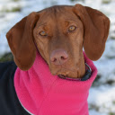 Dog and pink collar  screen for extension Chrome web store in OffiDocs Chromium