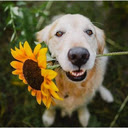 Dog and sunflower wallpaper  screen for extension Chrome web store in OffiDocs Chromium