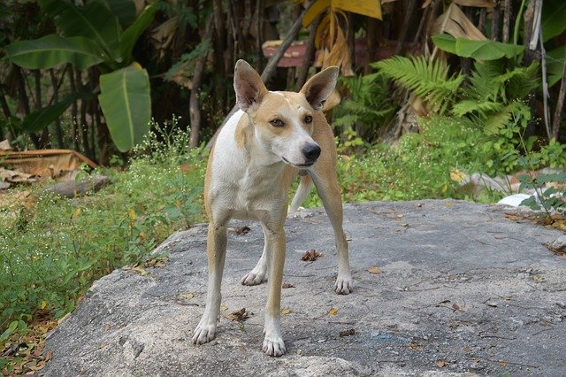 Descărcare gratuită Dog Animal Animals - fotografie sau imagini gratuite pentru a fi editate cu editorul de imagini online GIMP