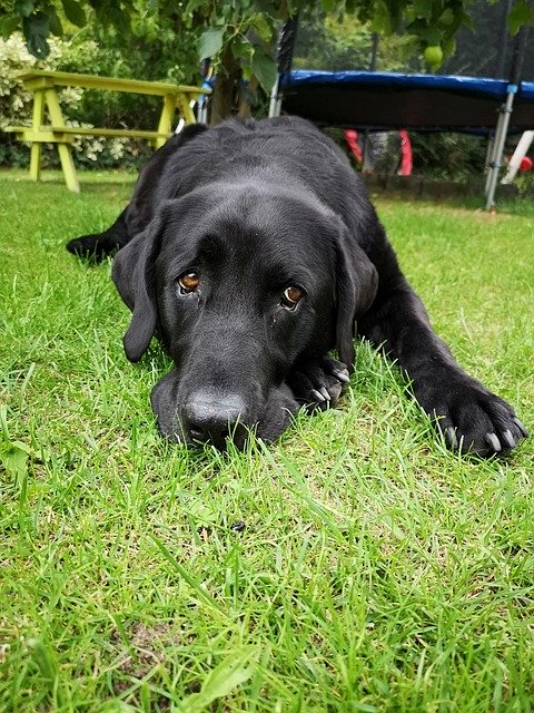 تنزيل Dog Animal Black مجانًا - صورة أو صورة مجانية ليتم تحريرها باستخدام محرر الصور عبر الإنترنت GIMP