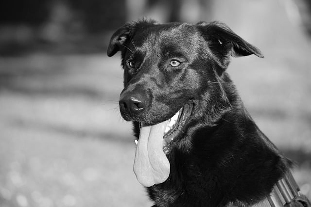 قم بتنزيل صورة مجانية لـ Dog Animal Canine City Park مجانًا لتحريرها باستخدام محرر الصور المجاني عبر الإنترنت GIMP