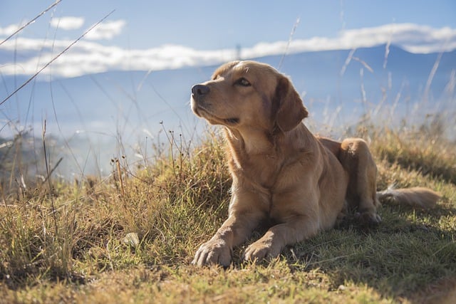 Free download dog animal canine pet mammal free picture to be edited with GIMP free online image editor