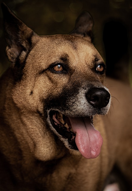 Muat turun percuma gambar potret rakan anjing haiwan anjing untuk diedit dengan editor imej dalam talian percuma GIMP