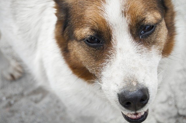 دانلود رایگان Dog Animal Close Up - عکس یا تصویر رایگان قابل ویرایش با ویرایشگر تصویر آنلاین GIMP