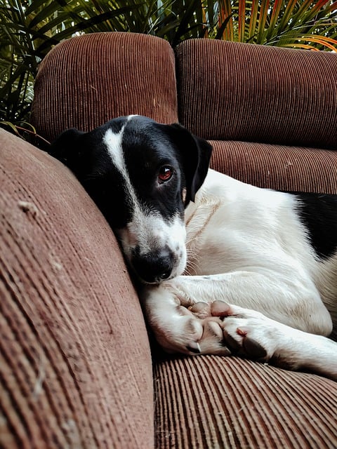 Free download dog animal couch sofa living room free picture to be edited with GIMP free online image editor
