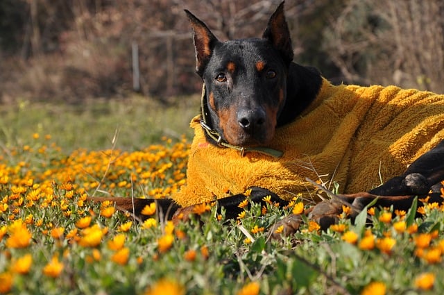 Free download dog animal doberman yellow bloom free picture to be edited with GIMP free online image editor