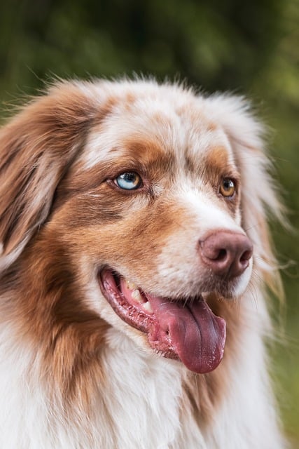 Free download dog animal domestic animal nature free picture to be edited with GIMP free online image editor