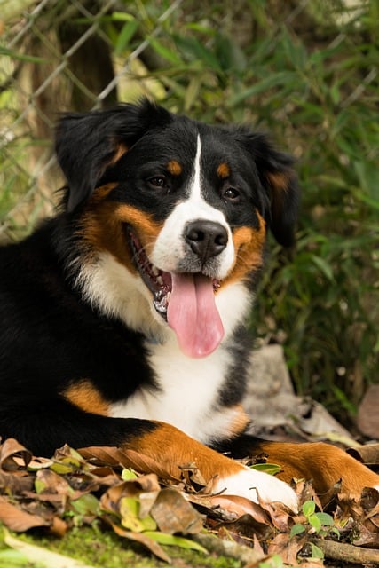 Free download dog animal forest nature pet free picture to be edited with GIMP free online image editor