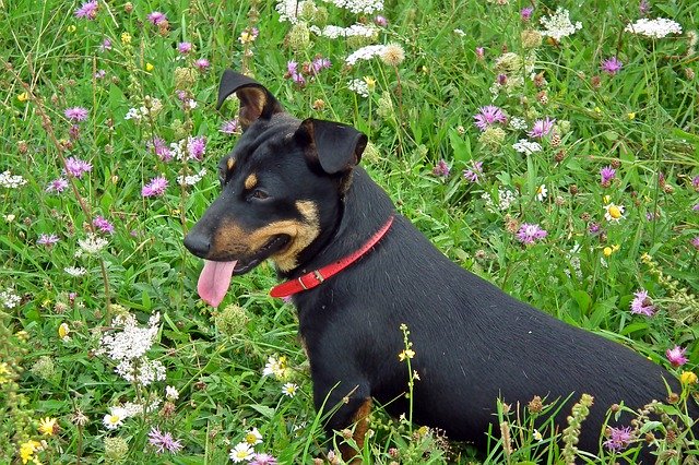 Free download Dog Animal Friend -  free photo or picture to be edited with GIMP online image editor
