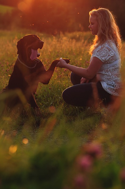 Free download dog animal friendship summer free picture to be edited with GIMP free online image editor