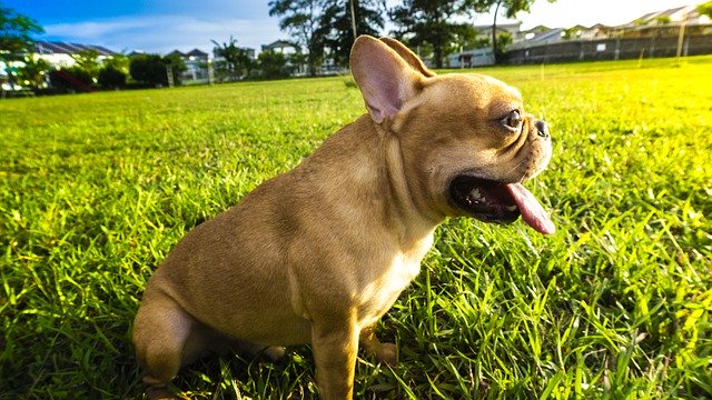 Gratis download Dog Animal Garden - gratis foto of afbeelding om te bewerken met GIMP online afbeeldingseditor