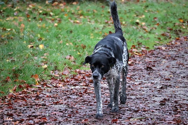 Free download dog animal hunting dog black white free picture to be edited with GIMP free online image editor