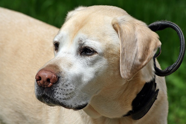 Free download dog animal labrador portrait free picture to be edited with GIMP free online image editor