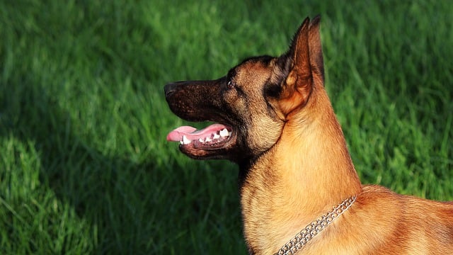 Free download dog animal malinois free picture to be edited with GIMP free online image editor