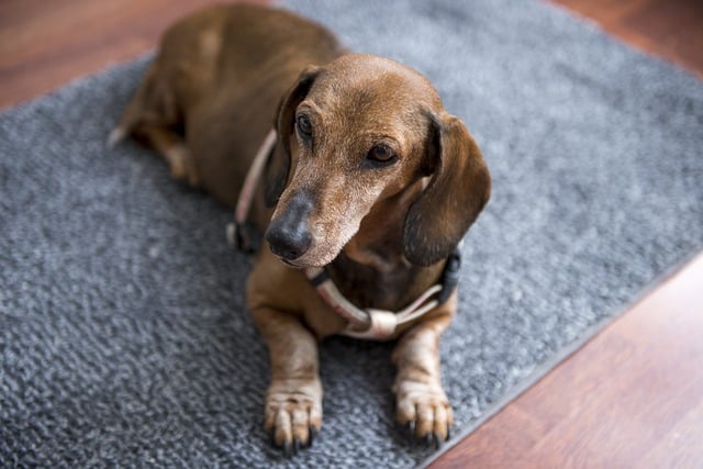 Muat turun percuma gambar percuma anjing haiwan mamalia baka anjing untuk diedit dengan editor imej dalam talian percuma GIMP