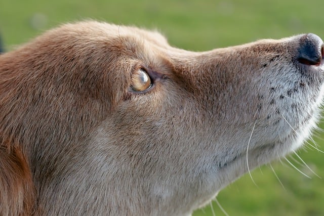 Free download dog animal nature mammal furry free picture to be edited with GIMP free online image editor