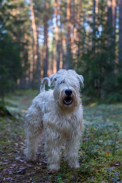 Gratis download Dog Animal Pet - gratis foto of afbeelding om te bewerken met GIMP online afbeeldingseditor