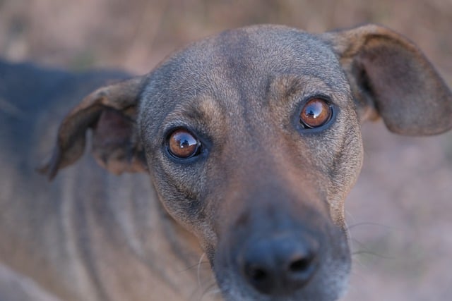 Free download dog animal pet canine free picture to be edited with GIMP free online image editor