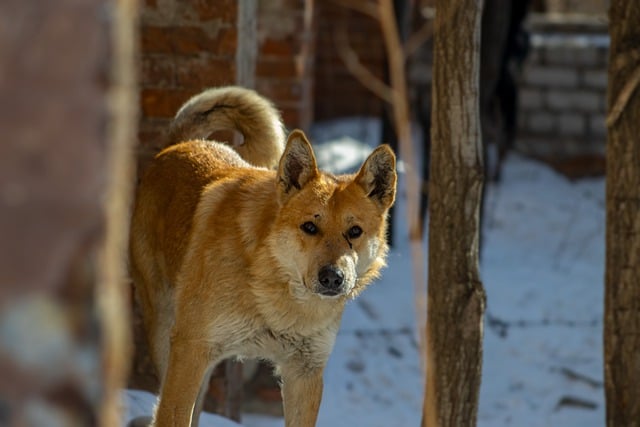 Free download dog animal pet outdoors canine free picture to be edited with GIMP free online image editor