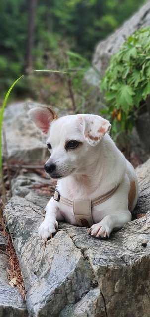 قم بتنزيل كلب حيوان أليف جرو هاري مجانًا إذا كان لديك صورة مجانية لتحريرها باستخدام محرر الصور المجاني عبر الإنترنت من GIMP