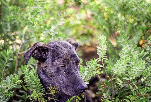 Free download Dog Animal Pets -  free photo or picture to be edited with GIMP online image editor